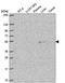 Chromosome 3 Open Reading Frame 67 antibody, HPA069696, Atlas Antibodies, Western Blot image 
