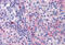 Eukaryotic Translation Initiation Factor 5A antibody, MBS246749, MyBioSource, Immunohistochemistry frozen image 