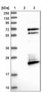 Family With Sequence Similarity 104 Member A antibody, NBP1-94005, Novus Biologicals, Western Blot image 