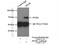 Peroxisomal Biogenesis Factor 5 Like antibody, 13084-1-AP, Proteintech Group, Immunoprecipitation image 
