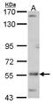 Uncharacterized aarF domain-containing protein kinase 4 antibody, LS-C185914, Lifespan Biosciences, Western Blot image 