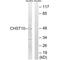 Carbohydrate Sulfotransferase 10 antibody, A10117, Boster Biological Technology, Western Blot image 