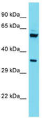 Chromosome 15 Open Reading Frame 41 antibody, TA333611, Origene, Western Blot image 