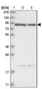 CHM Like Rab Escort Protein antibody, NBP1-87142, Novus Biologicals, Western Blot image 