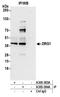DRG1 antibody, A305-384A, Bethyl Labs, Immunoprecipitation image 