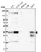 Hes Family BHLH Transcription Factor 1 antibody, NBP2-68846, Novus Biologicals, Western Blot image 