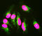 Lamin A/C antibody, LS-C204529, Lifespan Biosciences, Immunocytochemistry image 