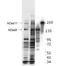 Castor Zinc Finger 1 antibody, orb345676, Biorbyt, Western Blot image 