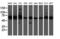Diphthamide Biosynthesis 2 antibody, M12485, Boster Biological Technology, Western Blot image 