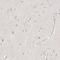 Stabilin 2 antibody, HPA026871, Atlas Antibodies, Immunohistochemistry frozen image 