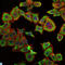 Retinol Binding Protein 4 antibody, LS-C812759, Lifespan Biosciences, Immunofluorescence image 