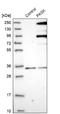 PAS domain-containing serine/threonine-protein kinase antibody, NBP1-83038, Novus Biologicals, Western Blot image 