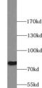 Protein Kinase C Gamma antibody, FNab06485, FineTest, Western Blot image 