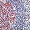 E2F Transcription Factor 4 antibody, GTX24071, GeneTex, Immunohistochemistry frozen image 