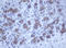 Probable ATP-dependent RNA helicase DDX59 antibody, LS-C175381, Lifespan Biosciences, Immunohistochemistry frozen image 