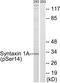 Neuron-specific antigen HPC-1 antibody, TA314578, Origene, Western Blot image 