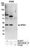 SPG21 Abhydrolase Domain Containing, Maspardin antibody, A305-610A-M, Bethyl Labs, Immunoprecipitation image 