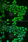 Argininosuccinate lyase antibody, A6357, ABclonal Technology, Immunofluorescence image 