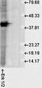 Erk1 antibody, orb67517, Biorbyt, Western Blot image 
