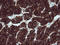 B- and T-lymphocyte attenuator antibody, CF505536, Origene, Immunohistochemistry frozen image 