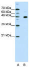 PR/SET Domain 12 antibody, TA345335, Origene, Western Blot image 