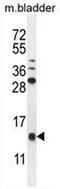 Keratinocyte-associated protein 2 antibody, AP52430PU-N, Origene, Western Blot image 