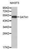GATA Binding Protein 1 antibody, STJ23752, St John