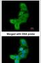 LIM Domain Kinase 2 antibody, PA5-21987, Invitrogen Antibodies, Immunofluorescence image 