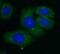 CAPRIN2 antibody, FNab01252, FineTest, Immunofluorescence image 
