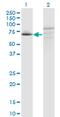 Family With Sequence Similarity 200 Member A antibody, MA5-24556, Invitrogen Antibodies, Western Blot image 