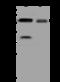 UDP Glycosyltransferase 8 antibody, 205374-T36, Sino Biological, Western Blot image 
