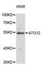 Autophagy Related 12 antibody, STJ113572, St John