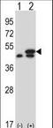 Eukaryotic Translation Elongation Factor 1 Gamma antibody, LS-C167633, Lifespan Biosciences, Western Blot image 