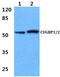 CELF1 antibody, PA5-36277, Invitrogen Antibodies, Western Blot image 