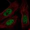 BRCA1 Associated Protein 1 antibody, NBP2-55462, Novus Biologicals, Immunocytochemistry image 