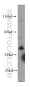 Angiotensinogen antibody, 60126-1-Ig, Proteintech Group, Western Blot image 