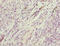 SIK Family Kinase 3 antibody, LS-C676489, Lifespan Biosciences, Immunohistochemistry paraffin image 