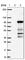 U4/U6 small nuclear ribonucleoprotein Prp3 antibody, HPA027226, Atlas Antibodies, Western Blot image 