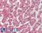 CXADR Ig-Like Cell Adhesion Molecule antibody, LS-A8845, Lifespan Biosciences, Immunohistochemistry frozen image 