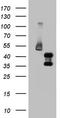 FosB Proto-Oncogene, AP-1 Transcription Factor Subunit antibody, TA804194S, Origene, Western Blot image 