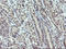 Zinc Finger BED-Type Containing 1 antibody, LS-C174112, Lifespan Biosciences, Immunohistochemistry frozen image 