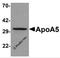 Apolipoprotein A5 antibody, 6271, ProSci Inc, Western Blot image 