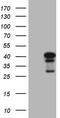 Neuroguidin antibody, CF808856, Origene, Western Blot image 