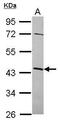 NOP2/Sun RNA Methyltransferase 4 antibody, PA5-31695, Invitrogen Antibodies, Western Blot image 