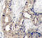 ABL Proto-Oncogene 1, Non-Receptor Tyrosine Kinase antibody, abx000351, Abbexa, Immunohistochemistry paraffin image 