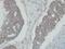 N-Myc And STAT Interactor antibody, NBP1-31424, Novus Biologicals, Immunohistochemistry paraffin image 