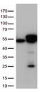 Calreticulin antibody, TA813231S, Origene, Western Blot image 