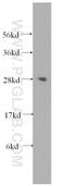 Lin-28 Homolog A antibody, 16177-1-AP, Proteintech Group, Western Blot image 
