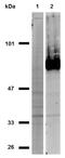 CD44 antibody, GTX80086, GeneTex, Western Blot image 