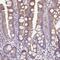 Anoctamin 9 antibody, HPA039948, Atlas Antibodies, Immunohistochemistry paraffin image 